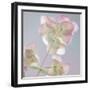 USA, Washington State, Seabeck. Ornamental oregano plant.-Jaynes Gallery-Framed Premium Photographic Print