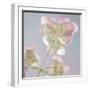 USA, Washington State, Seabeck. Ornamental oregano plant.-Jaynes Gallery-Framed Premium Photographic Print