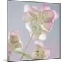 USA, Washington State, Seabeck. Ornamental oregano plant.-Jaynes Gallery-Mounted Premium Photographic Print