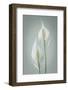 USA, Washington State, Seabeck. Peace lily close-up.-Jaynes Gallery-Framed Photographic Print