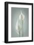 USA, Washington State, Seabeck. Peace lily close-up.-Jaynes Gallery-Framed Photographic Print