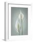 USA, Washington State, Seabeck. Peace lily close-up.-Jaynes Gallery-Framed Photographic Print