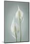 USA, Washington State, Seabeck. Peace lily close-up.-Jaynes Gallery-Mounted Photographic Print