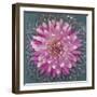 USA, Washington State, Seabeck. Pink dahlia in crystal bowl.-Jaynes Gallery-Framed Photographic Print