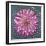 USA, Washington State, Seabeck. Pink dahlia in crystal bowl.-Jaynes Gallery-Framed Photographic Print