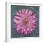 USA, Washington State, Seabeck. Pink dahlia in crystal bowl.-Jaynes Gallery-Framed Photographic Print