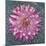 USA, Washington State, Seabeck. Pink dahlia in crystal bowl.-Jaynes Gallery-Mounted Photographic Print