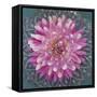 USA, Washington State, Seabeck. Pink dahlia in crystal bowl.-Jaynes Gallery-Framed Stretched Canvas