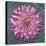 USA, Washington State, Seabeck. Pink dahlia in crystal bowl.-Jaynes Gallery-Stretched Canvas