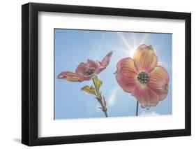 USA, Washington State, Seabeck. Pink dogwood blossoms.-Jaynes Gallery-Framed Photographic Print