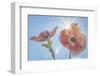 USA, Washington State, Seabeck. Pink dogwood blossoms.-Jaynes Gallery-Framed Photographic Print