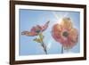 USA, Washington State, Seabeck. Pink dogwood blossoms.-Jaynes Gallery-Framed Photographic Print