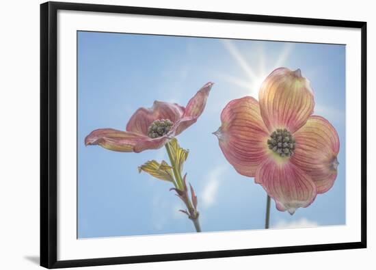 USA, Washington State, Seabeck. Pink dogwood blossoms.-Jaynes Gallery-Framed Photographic Print