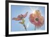 USA, Washington State, Seabeck. Pink dogwood blossoms.-Jaynes Gallery-Framed Photographic Print