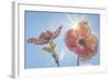 USA, Washington State, Seabeck. Pink dogwood blossoms.-Jaynes Gallery-Framed Photographic Print