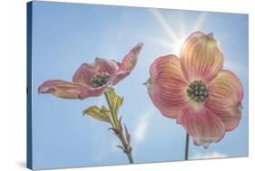 USA, Washington State, Seabeck. Pink dogwood blossoms.-Jaynes Gallery-Stretched Canvas