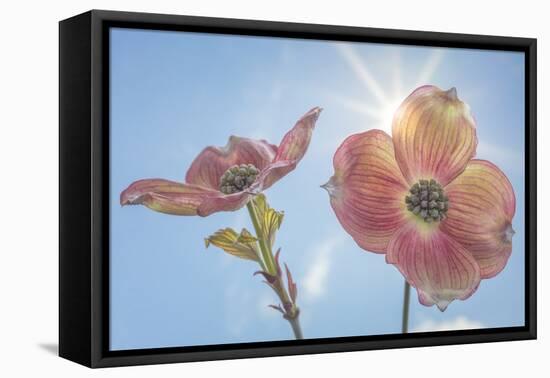 USA, Washington State, Seabeck. Pink dogwood blossoms.-Jaynes Gallery-Framed Stretched Canvas