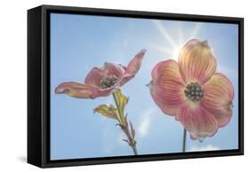 USA, Washington State, Seabeck. Pink dogwood blossoms.-Jaynes Gallery-Framed Stretched Canvas