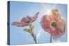 USA, Washington State, Seabeck. Pink dogwood blossoms.-Jaynes Gallery-Stretched Canvas