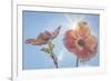 USA, Washington State, Seabeck. Pink dogwood blossoms.-Jaynes Gallery-Framed Photographic Print