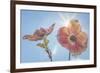 USA, Washington State, Seabeck. Pink dogwood blossoms.-Jaynes Gallery-Framed Photographic Print