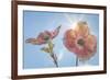 USA, Washington State, Seabeck. Pink dogwood blossoms.-Jaynes Gallery-Framed Photographic Print