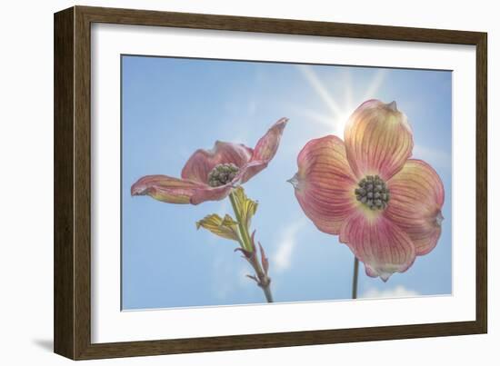 USA, Washington State, Seabeck. Pink dogwood blossoms.-Jaynes Gallery-Framed Photographic Print