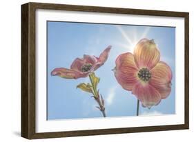 USA, Washington State, Seabeck. Pink dogwood blossoms.-Jaynes Gallery-Framed Photographic Print