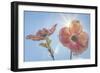 USA, Washington State, Seabeck. Pink dogwood blossoms.-Jaynes Gallery-Framed Photographic Print