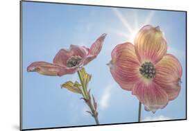 USA, Washington State, Seabeck. Pink dogwood blossoms.-Jaynes Gallery-Mounted Photographic Print