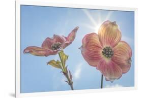 USA, Washington State, Seabeck. Pink dogwood blossoms.-Jaynes Gallery-Framed Photographic Print