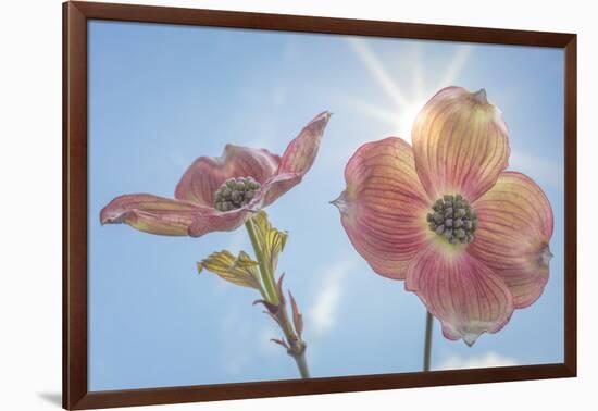 USA, Washington State, Seabeck. Pink dogwood blossoms.-Jaynes Gallery-Framed Photographic Print