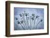 USA, Washington State, Seabeck. Poppies gone to seed.-Jaynes Gallery-Framed Photographic Print