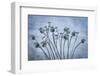USA, Washington State, Seabeck. Poppies gone to seed.-Jaynes Gallery-Framed Photographic Print