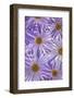 USA, Washington State, Seabeck. Purple aster flowers close-up.-Jaynes Gallery-Framed Photographic Print