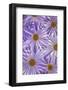 USA, Washington State, Seabeck. Purple aster flowers close-up.-Jaynes Gallery-Framed Photographic Print