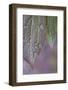 USA, Washington State, Seabeck. Raindrops on peony leaves.-Jaynes Gallery-Framed Photographic Print