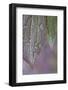 USA, Washington State, Seabeck. Raindrops on peony leaves.-Jaynes Gallery-Framed Photographic Print