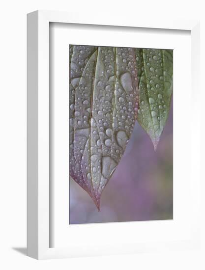 USA, Washington State, Seabeck. Raindrops on peony leaves.-Jaynes Gallery-Framed Photographic Print