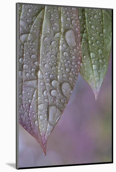 USA, Washington State, Seabeck. Raindrops on peony leaves.-Jaynes Gallery-Mounted Photographic Print