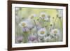 USA, Washington State, Seabeck. Santa Barbara daisies.-Jaynes Gallery-Framed Photographic Print