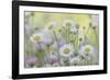 USA, Washington State, Seabeck. Santa Barbara daisies.-Jaynes Gallery-Framed Photographic Print