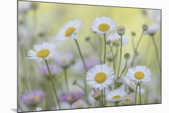 USA, Washington State, Seabeck. Santa Barbara daisies.-Jaynes Gallery-Mounted Photographic Print