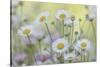 USA, Washington State, Seabeck. Santa Barbara daisies.-Jaynes Gallery-Stretched Canvas