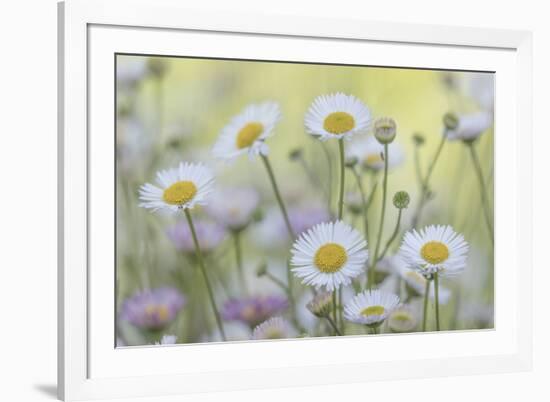 USA, Washington State, Seabeck. Santa Barbara daisies.-Jaynes Gallery-Framed Photographic Print