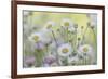 USA, Washington State, Seabeck. Santa Barbara daisies.-Jaynes Gallery-Framed Photographic Print
