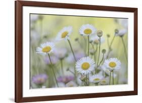 USA, Washington State, Seabeck. Santa Barbara daisies.-Jaynes Gallery-Framed Photographic Print