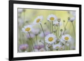 USA, Washington State, Seabeck. Santa Barbara daisies.-Jaynes Gallery-Framed Photographic Print