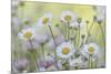USA, Washington State, Seabeck. Santa Barbara daisies.-Jaynes Gallery-Mounted Photographic Print