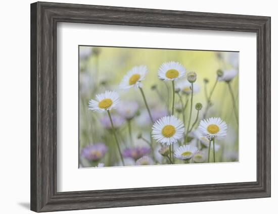 USA, Washington State, Seabeck. Santa Barbara daisies.-Jaynes Gallery-Framed Photographic Print